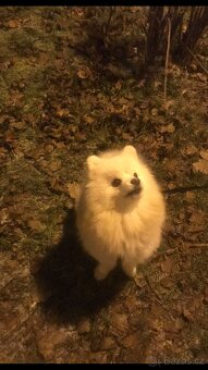 Pomeranian Spitz – Dion, 3 roky - 4