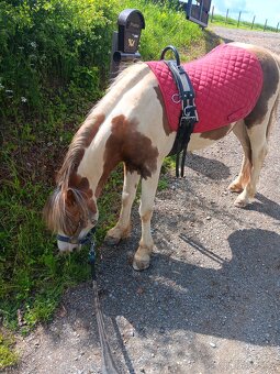 Strakaty pony - 4