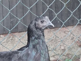 Slepička Ayam Cemani (Cemanská slepice) - 4