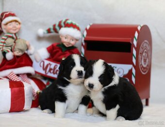 Miniaturní americký ovčák - 4