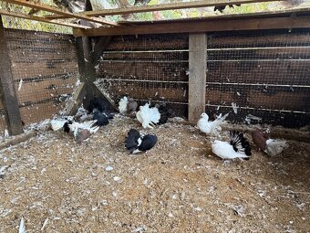 Anglický pávik - 4