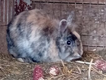 zakrslí králíčci - 4