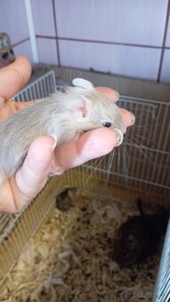 Osmák Degu - 4