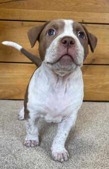 American Bully XL - 4