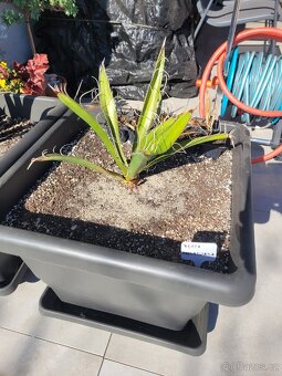 Yucca Carnerosana a Yucca Faxoniana včetně květináče - 4