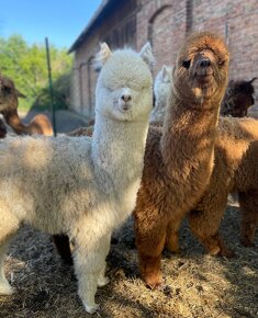 Lama alpaka - mláďata - 4