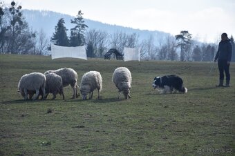 Krycí pes border kolie - 4
