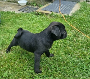 Mops - 4