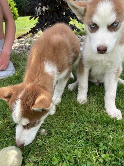 Prodám štěně husky - 4