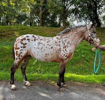 Apaloosa pony - 4