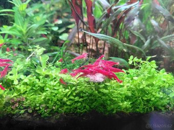 Krevetky Neocaridina Davidi var. Red Cherry - 4