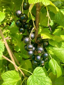 Marmeláda z černého rybízu – 80% ovoce, 20% květového medu - 4