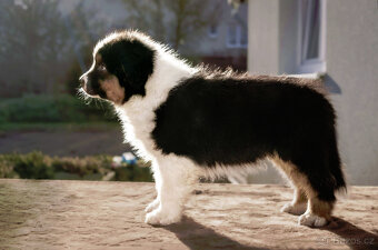 australský ovčák s pp - 4