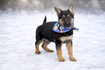 Sidney hledá domov - 4