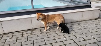 Shiba Inu - 4