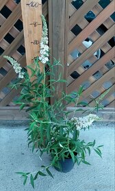 Motýlí keř - Komule Davidova - 4