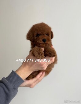 Toy Pudl Red Brown, Marni - 4