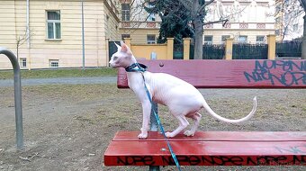 kocour Sphynx - 4