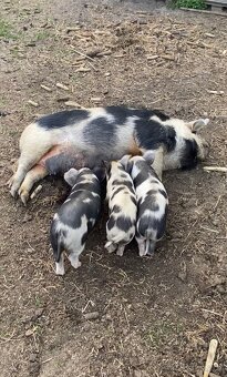 Kune Kune - 4