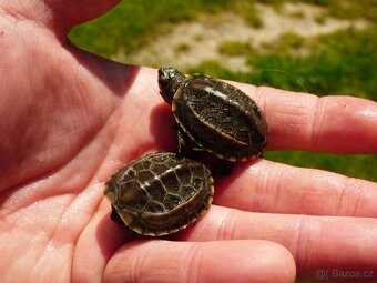Želva trojkýlná (Mauremys reevesii) - 4