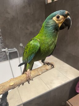 Koupím samičku Ary Marakány - 4