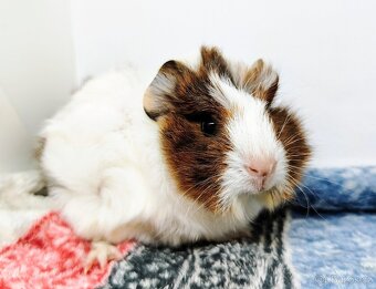 Morče, Morčata, Morčátko, Morčátka - GIGI A GINA - 4