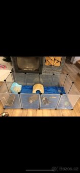 Králík minilop - 4