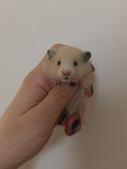 Syrský křeček - 4