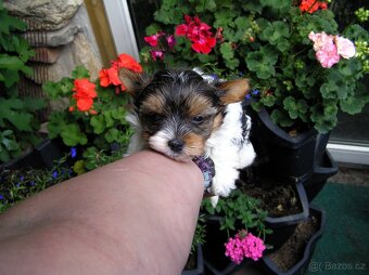 Biewer Yorkshire Terrier - štěňátko pejsek - 4