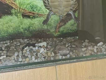 Prodám vodní želvy mapové+ akvárium a vše potřebné k chovu - 4