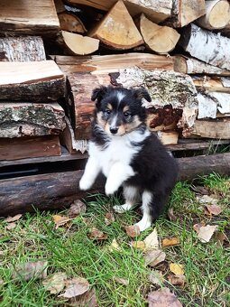 Owczarek szetlandzki piesek trikolor - 4