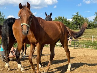 Prodám roční Pony - 4