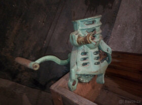 drhlík na kukuřici - 4