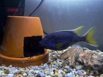 Kompletní akvárium se skřinkou - 4