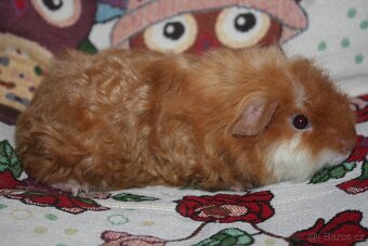 Dlouhosrstá morčátka kluci - 4