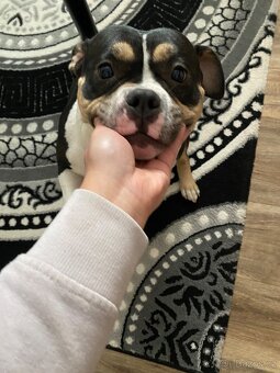 American Bully Pocket - 4