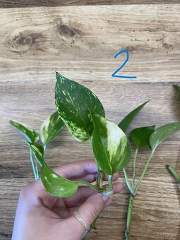 Epipremnum aureum (pothos) - zakořeněné řízky - 4