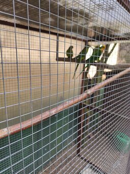 Papoušek Nádherný - 4