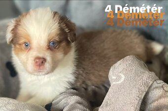 Border kolie s pp - 4