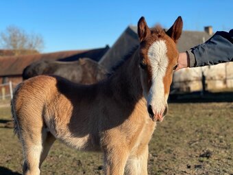 Welsh cob kobylka - 4