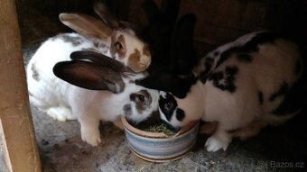 Králíky na chov i poražku - 4