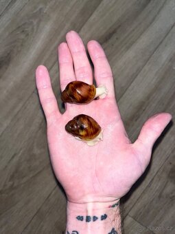 Africký šnek a vše potřebné pro ně - 4