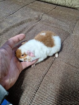 morče US teddy (4xsamec,2samice) - 4