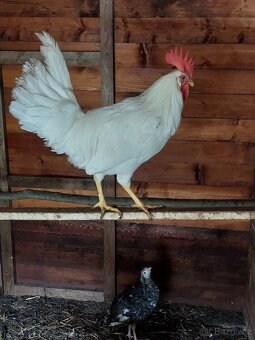 Mladý kohoutek leghorn bílý - 4
