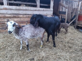 Prodám plemenného AN kozla Maria - 4