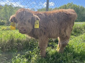 Telata Highland cattle - 4