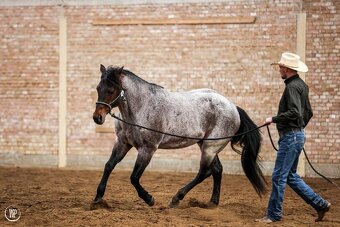 Připouštěni bay roan hřebcem Quarter horse - 4