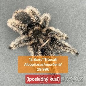 Sklípkani, Tarantule, Pavúky, Vtáčkare - 4