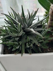 sukulent HAWORTHIA - 4