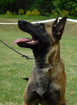 Belgický ovčák - Malinois s PP - 4